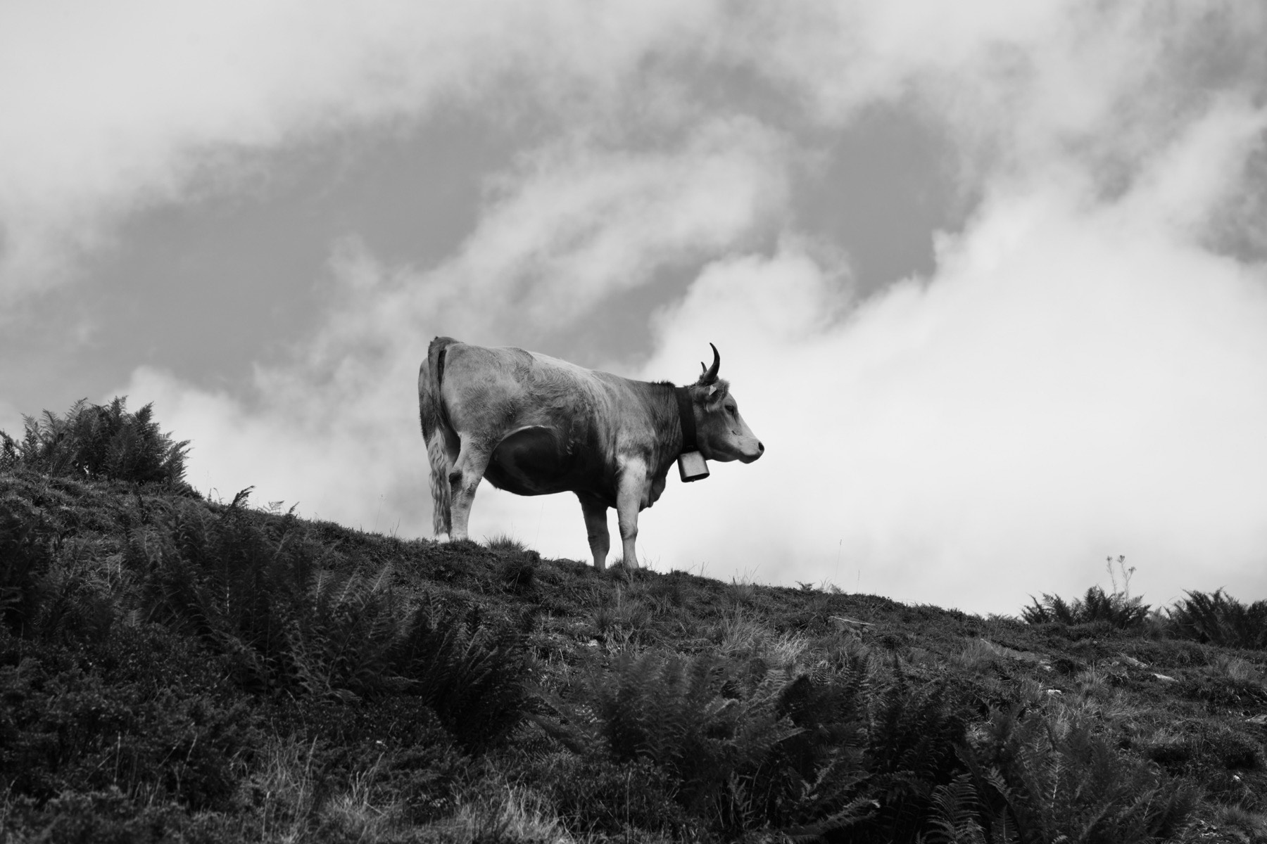Cow I